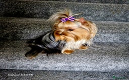Yorkshire Terrier dogs for sale: Blue Merle& Black  - Image 4
