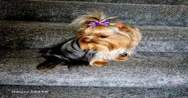Yorkshire Terrier dogs - Advert 5