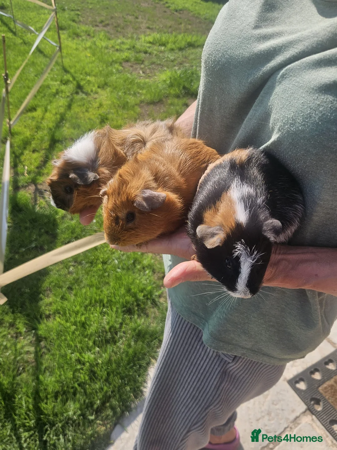 Guinea Pig rodents for sale: Lovely girls and boys for sale  - Advert 2