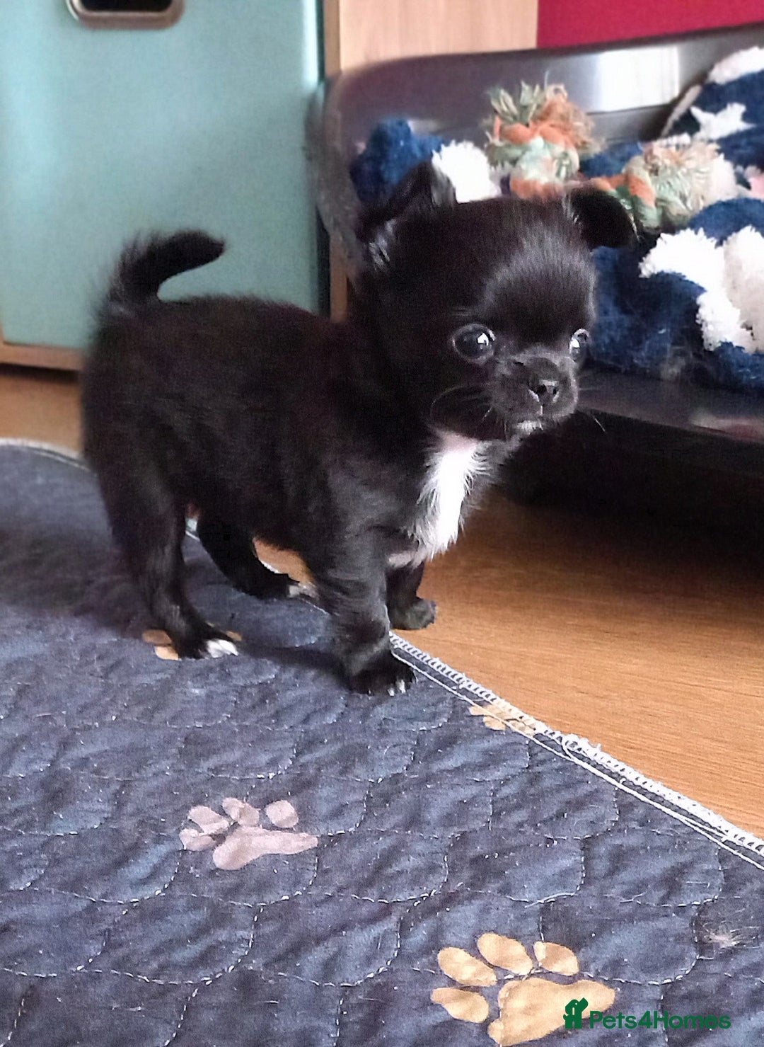 Chihuahua dogs for sale: ❤️‍🔥DNA tested parents❤️‍🔥LC 1Boys KC REG  - Advert 4