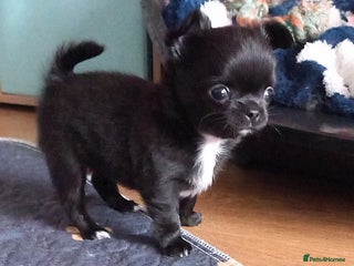 Chihuahua dogs ❤️🔥DNA tested parents❤️🔥2Boys💙long-coat - Advert 2