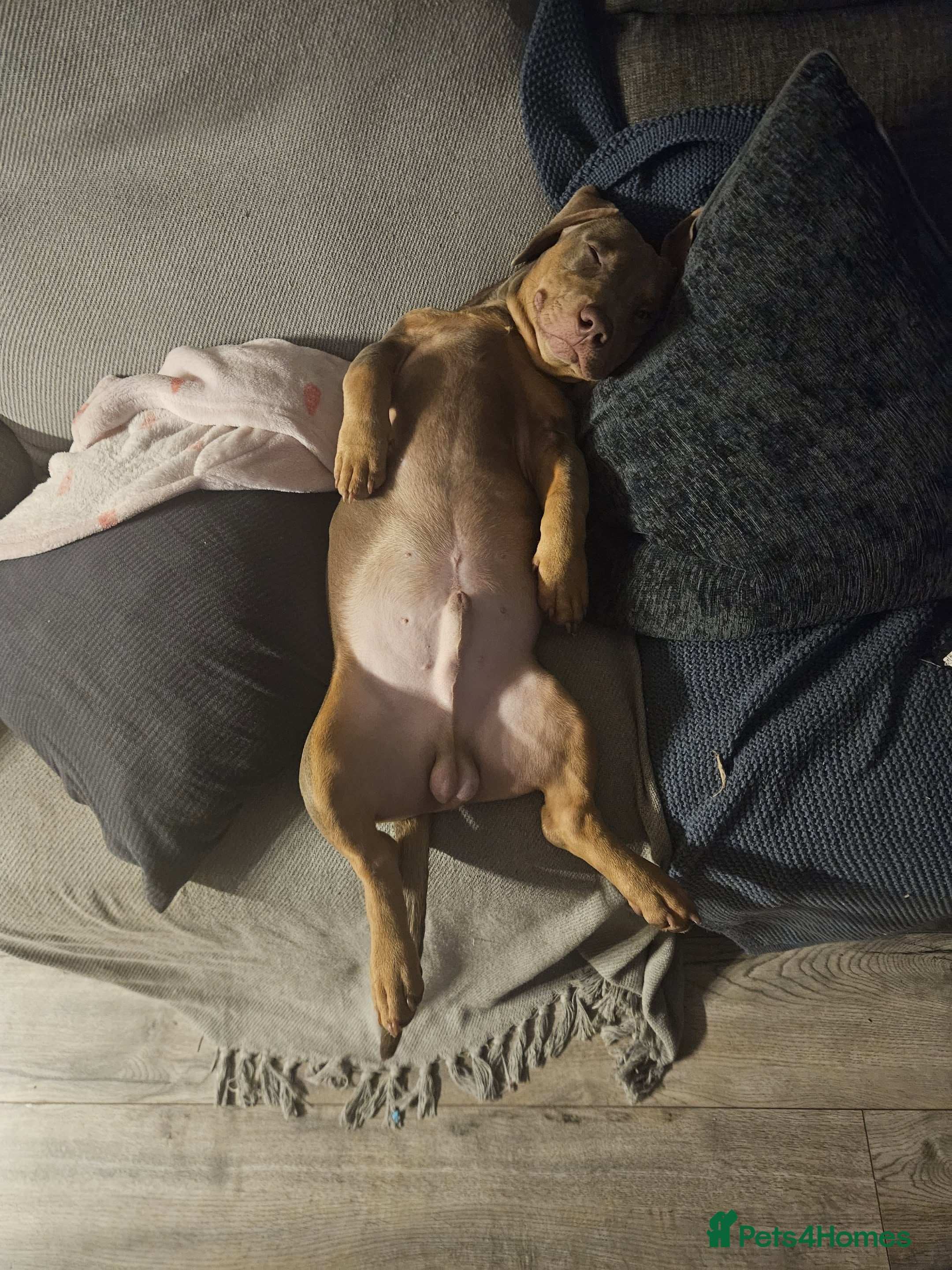 Mixed Breed dogs Sausage bully - Advert 1