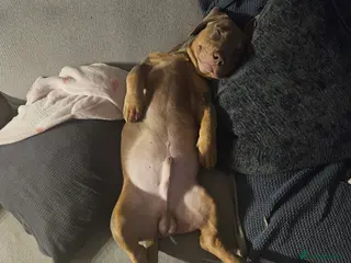 Mixed Breed dogs Sausage bully - Advert 1