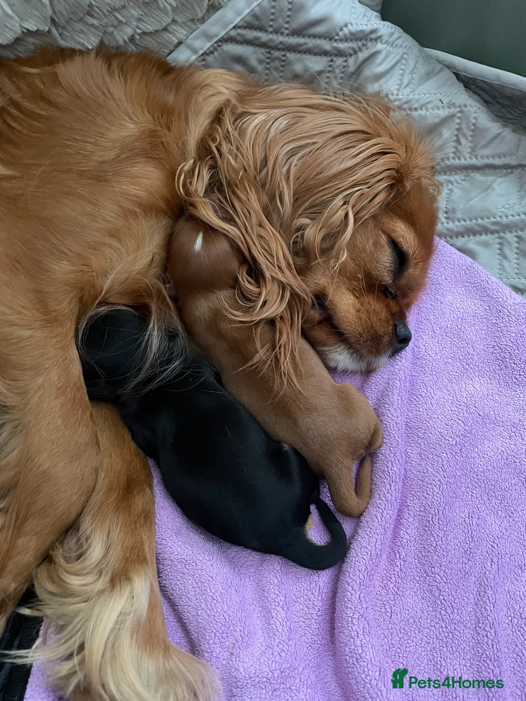 Cavalier King Charles Spaniel dogs for sale: Beautiful Cavalier Litter - Advert 5