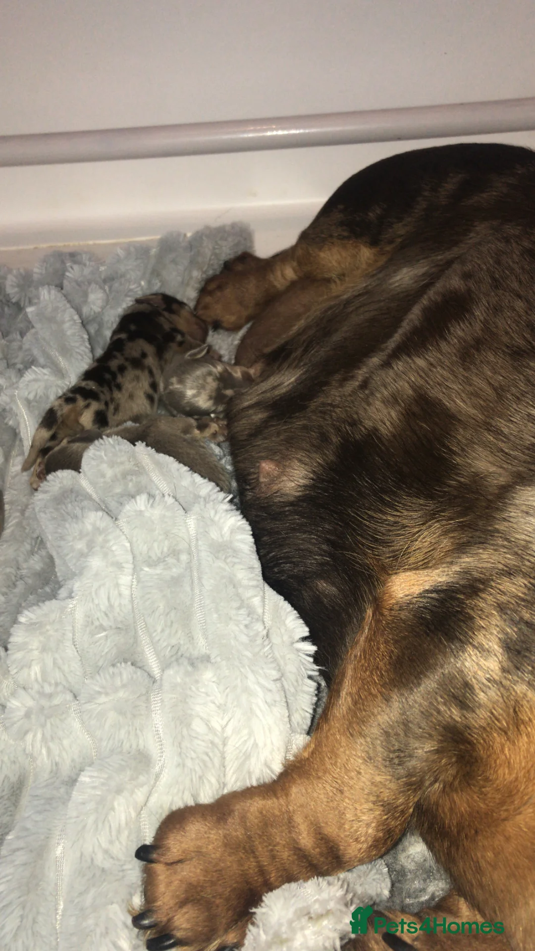 Miniature Dachshund dogs for sale: Beautiful miniature dachshund babies  in Bradford - Advert 14
