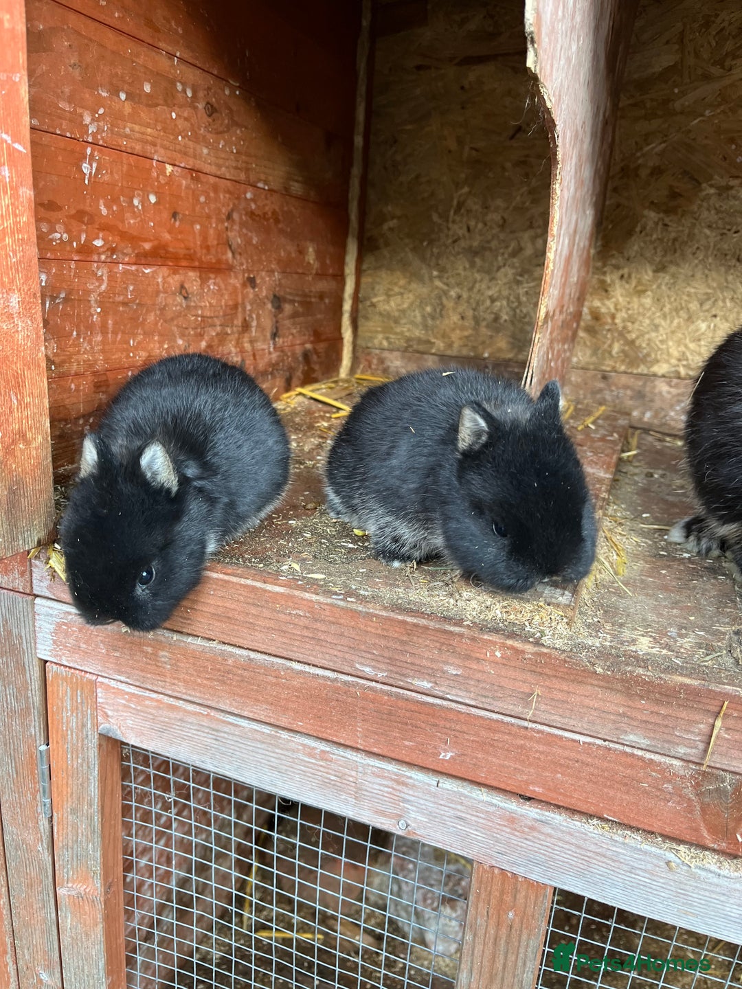 Netherland Dwarf rabbits for sale: Purebred Netherland dwarf babies.  - Advert 5