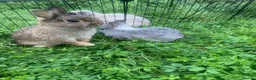 Netherland Dwarf rabbits for sale: URGENT 1 LEFT - Advert 10