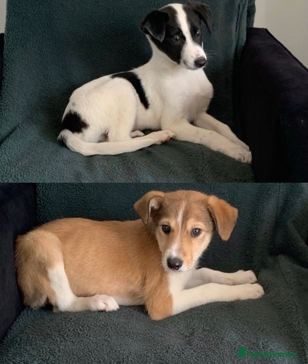 Mixed Breed dogs Old style Lurcher puppies - Ready now  - Advert 13