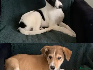 Mixed Breed dogs Old style Lurcher puppies - Ready now - Advert 13