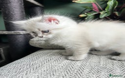 Siberian cats for sale: 😍 Siberian Neva Masquerade kittens 😍 - Image 19