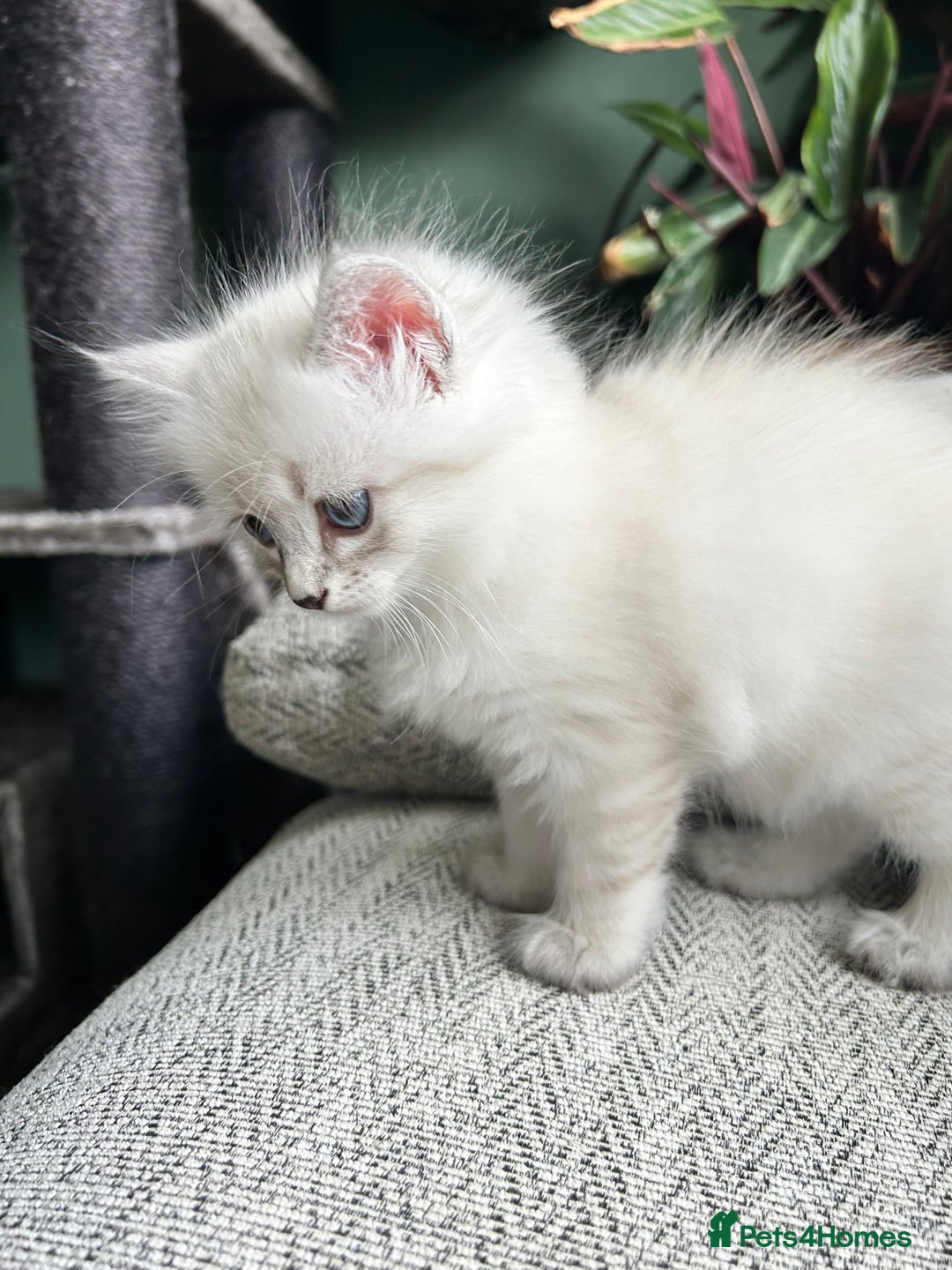 Siberian cats for sale: 😍 Siberian Neva Masquerade kittens 😍 - Image 19
