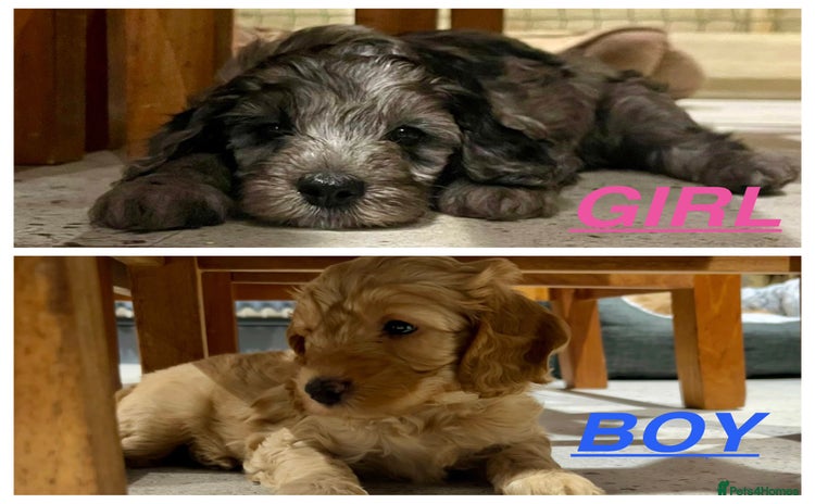 Cockapoo dogs - Advert 2