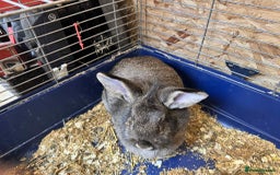 English Lop rabbits for sale: rabbits for sale ready to go  - Image 5