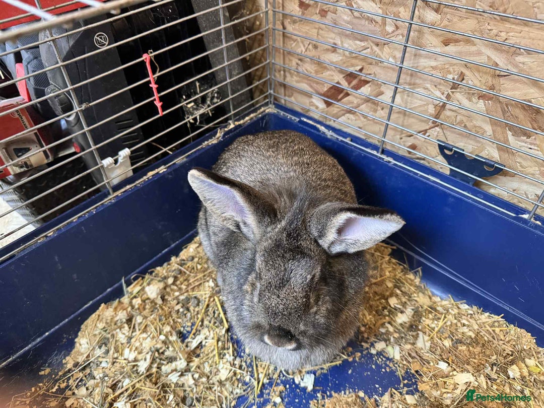English Lop rabbits for sale: rabbits for sale ready to go  - Image 5