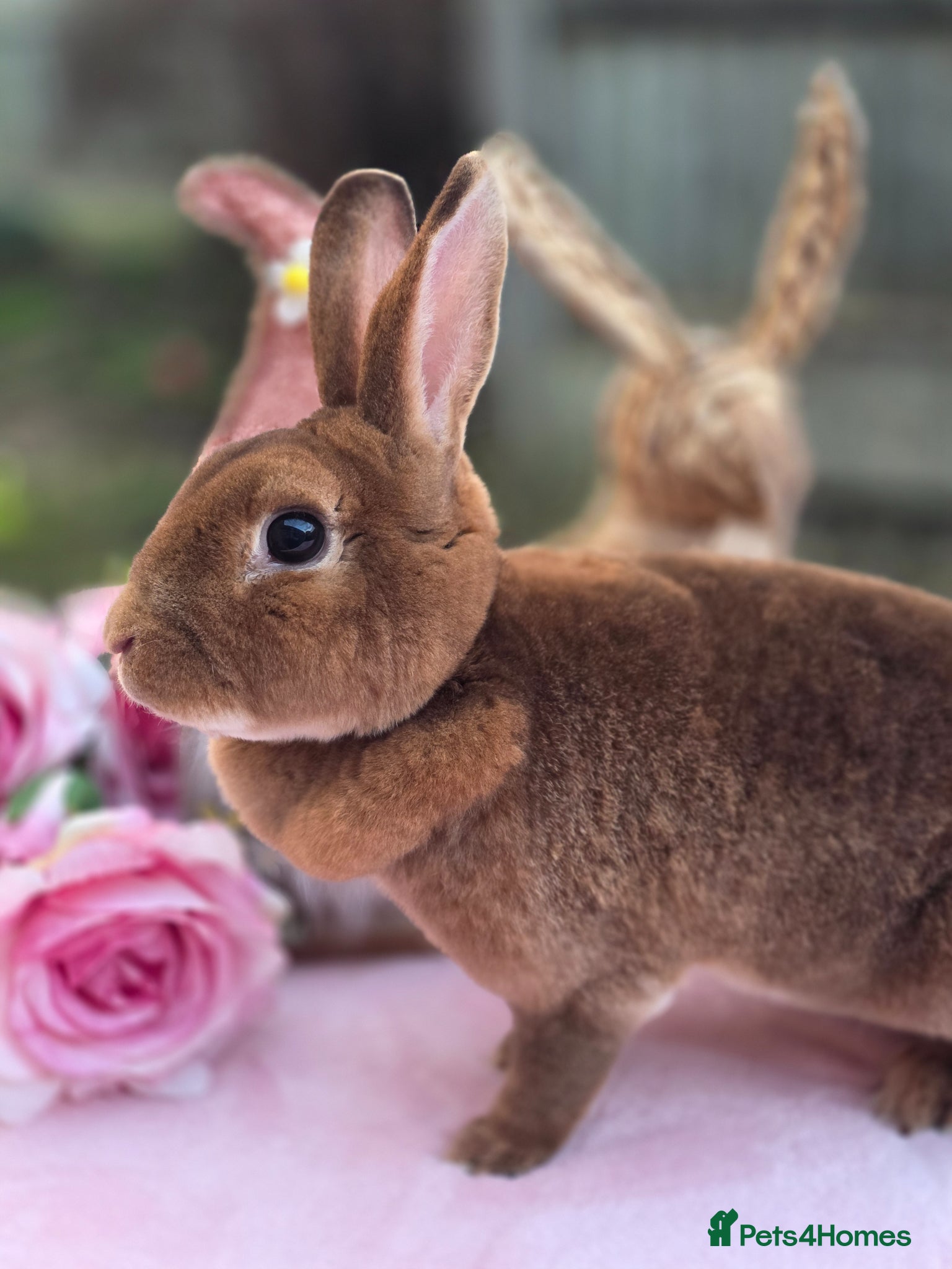 Lionhead rabbits Mini Rex & Lionheads Available  - Advert 1