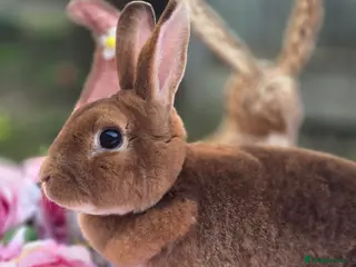 Lionhead rabbits Mini Rex & Lionheads Available - Advert 1