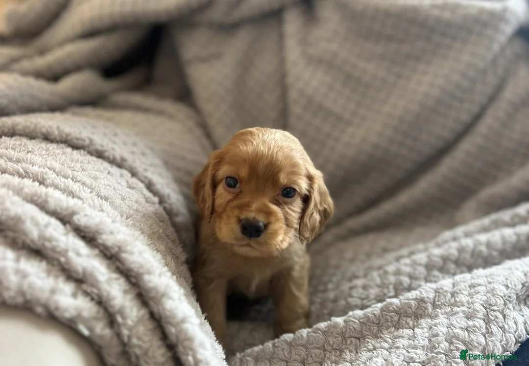 Cocker Spaniel dogs for sale: Beautiful show cocker spaniel puppy’s  - Advert 1