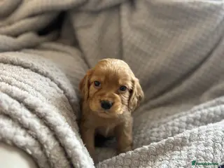 Cocker Spaniel dogs Beautiful show cocker spaniel puppy’s - Advert 1