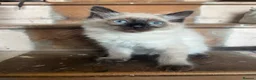Ragdoll cats for sale: 2 ragdoll boys  - Advert 3