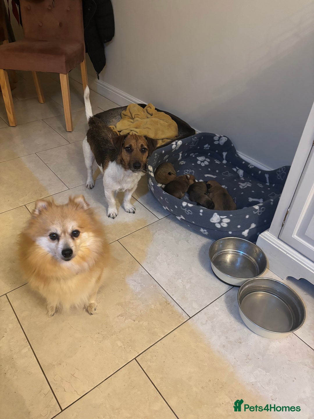 Mixed Breed dogs for sale: Jackaranian puppies - Advert 23