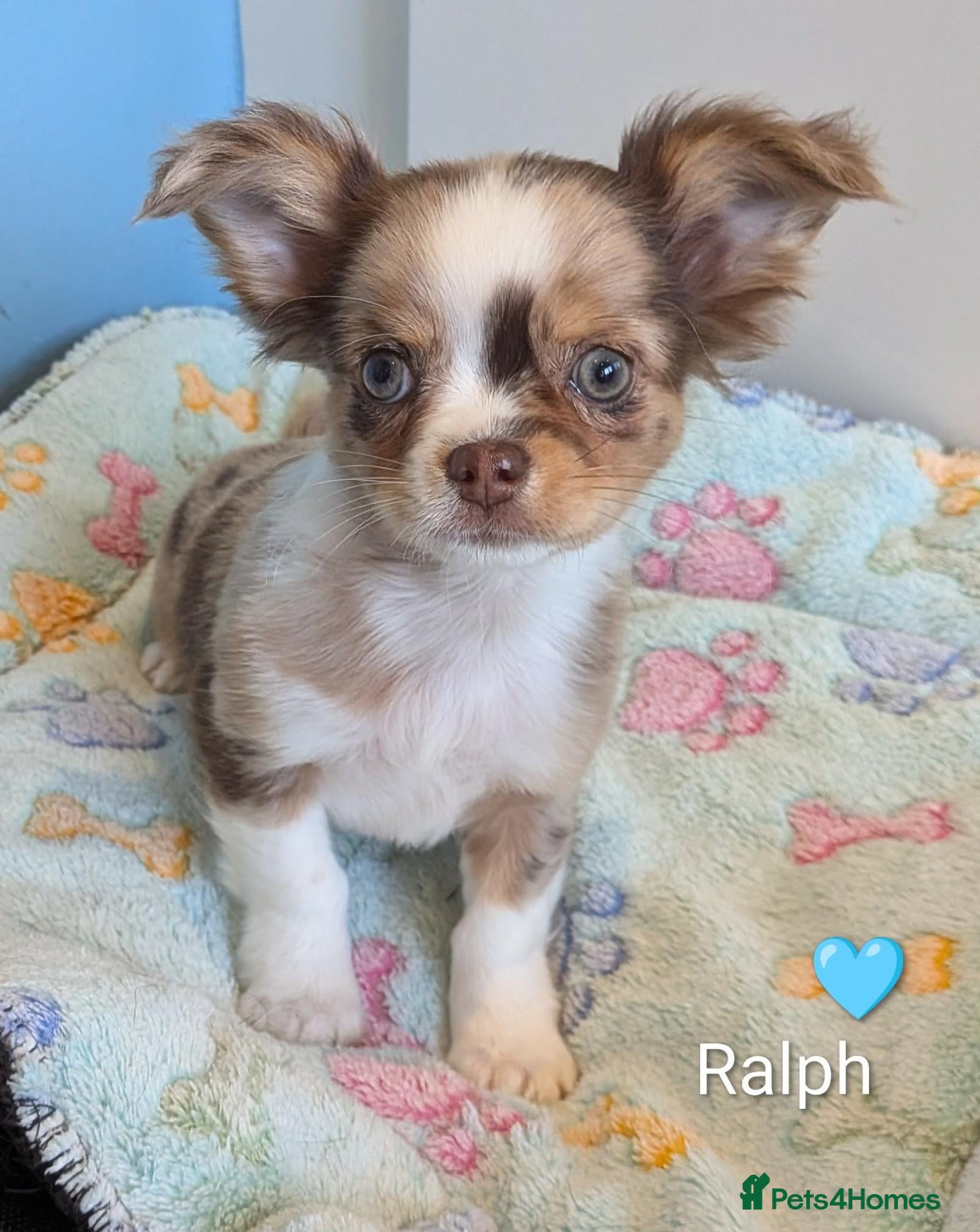 Chihuahua dogs Chihuahua Puppies  - Advert 1