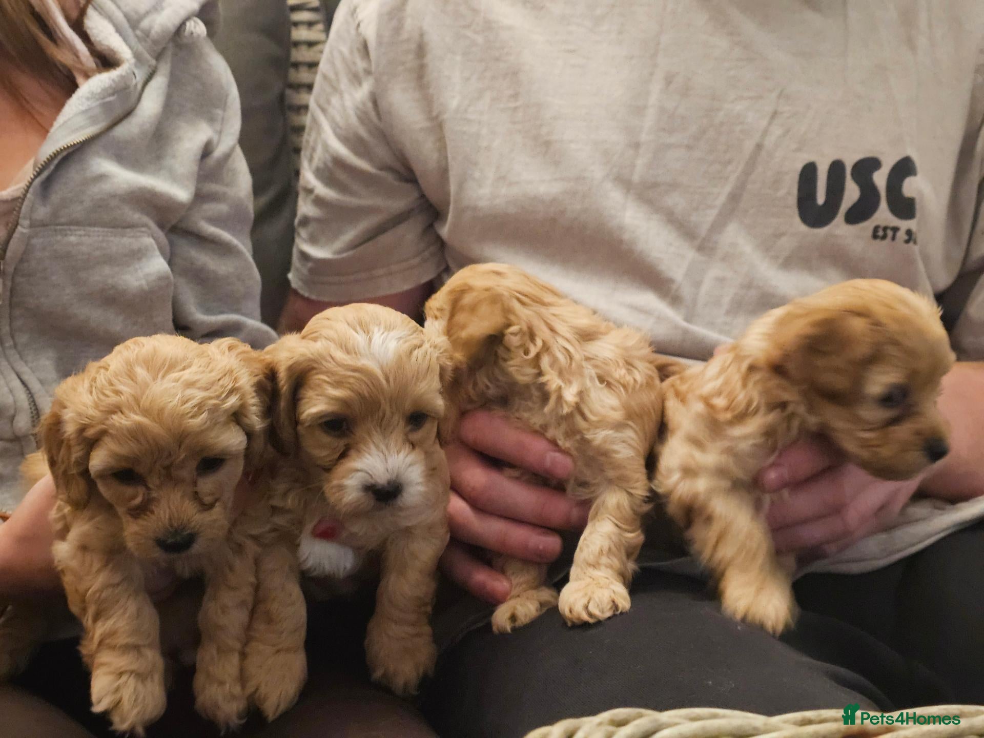 Maltipoo dogs Maltipoo Puppies for Sale - Advert 3
