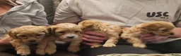 Maltipoo dogs for sale: Maltipoo Puppies for Sale - Advert 1