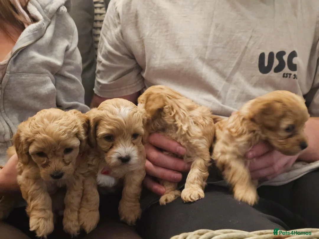 Maltipoo dogs for sale: Maltipoo Puppies for Sale - Advert 1