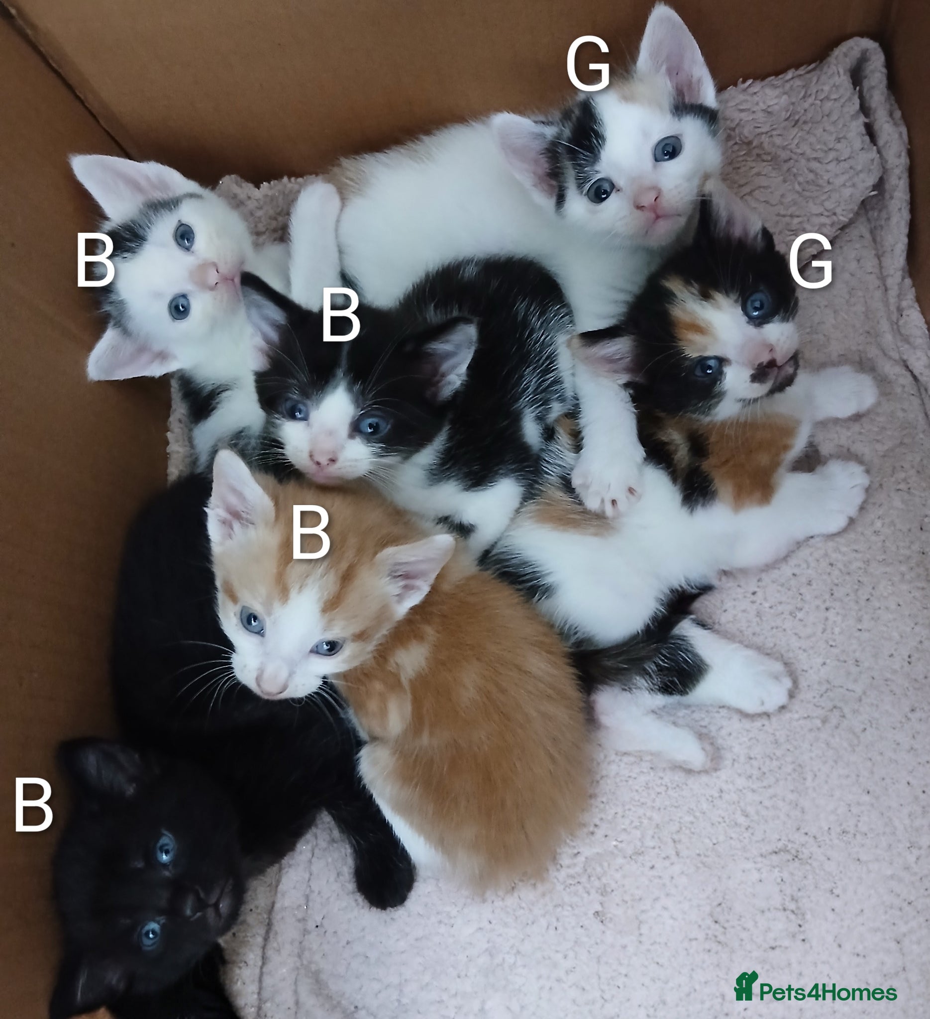 British Shorthair cats Kittens - Advert 9