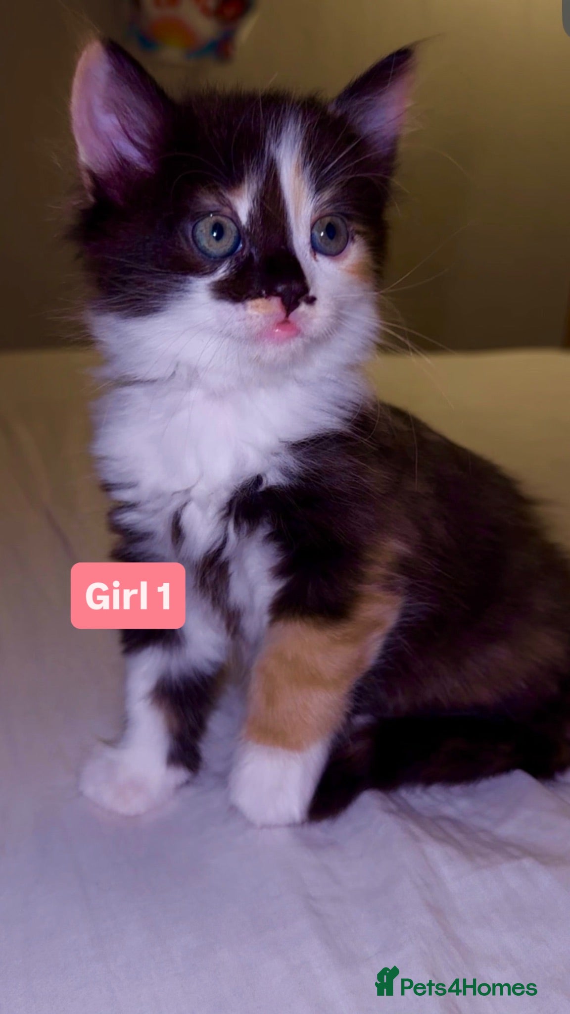 Mixed Breed cats 🐾 Adorable Fluffy Kittens Ready for Loving Homes - Advert 1
