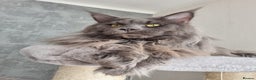 Maine Coon cats for stud: King-size Purebred solid blue Maine Coon for stud in Glasgow - Advert 7