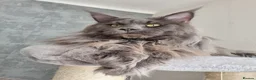 Maine Coon cats for stud: King-size Purebred solid blue Maine Coon for stud in Glasgow - Advert 7