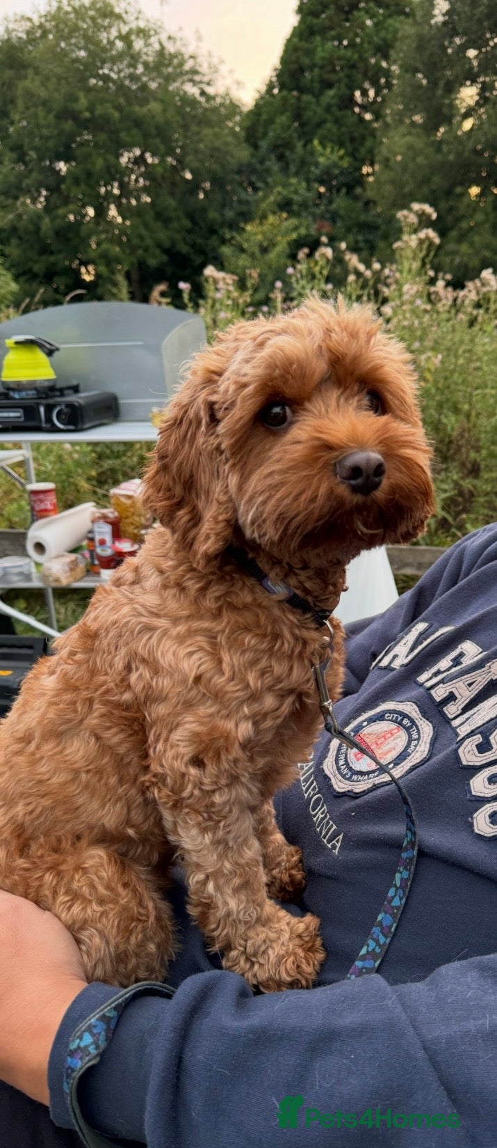 Cavapoo dogs TEDDY BEAR Cavapoo puppies - stunning litter  - Advert 2