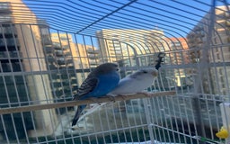 Budgerigars birds for sale: Birds - Image 7