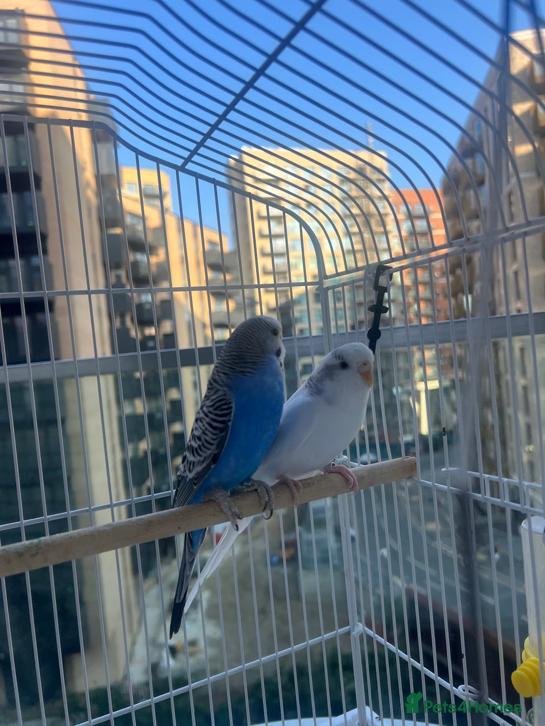 Budgerigars birds for sale: Birds - Image 7