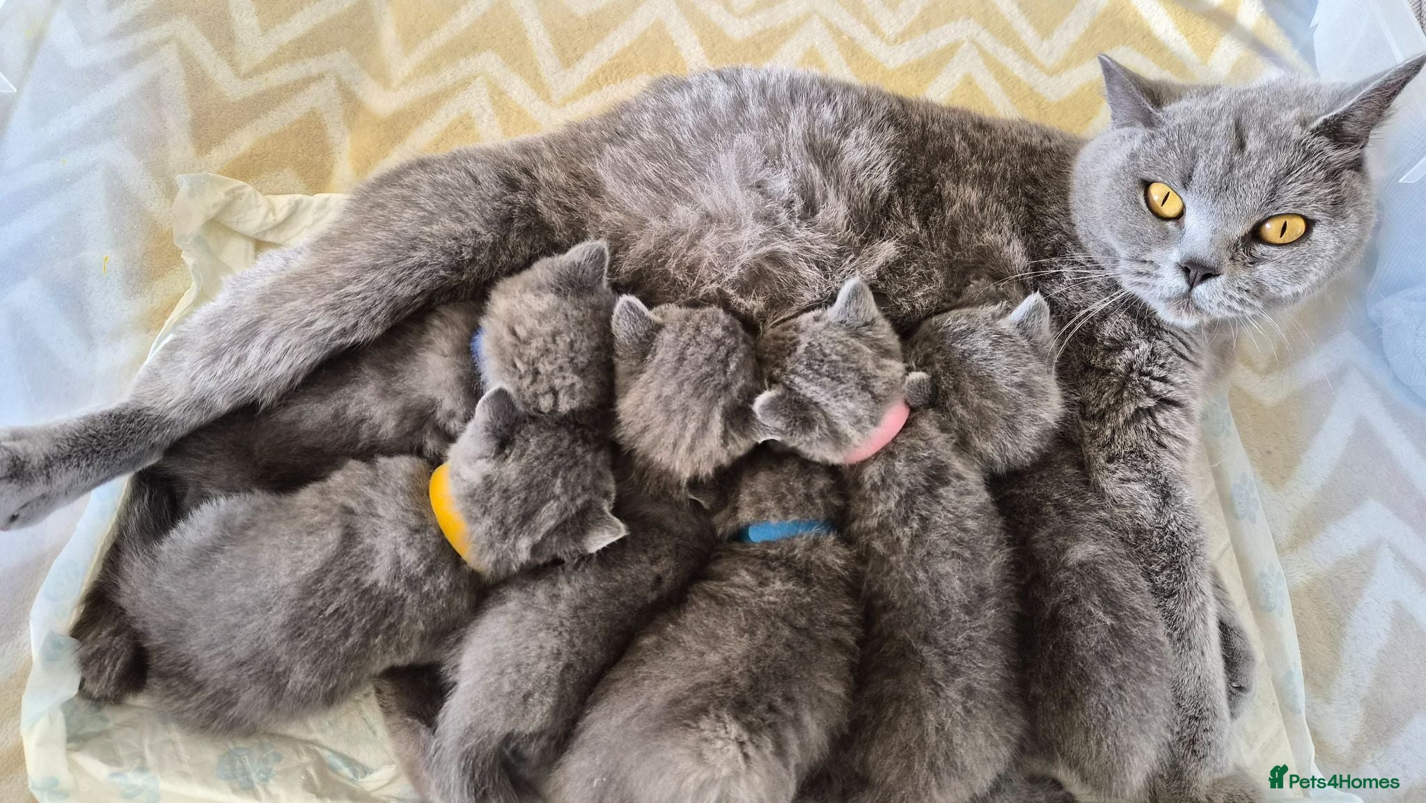 British Shorthair cats Full Breed British Blue Shorthair Kittens - Advert 8