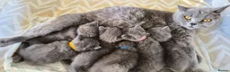 British Shorthair cats for sale: Full Breed British Blue Shorthair Kittens - Advert 1