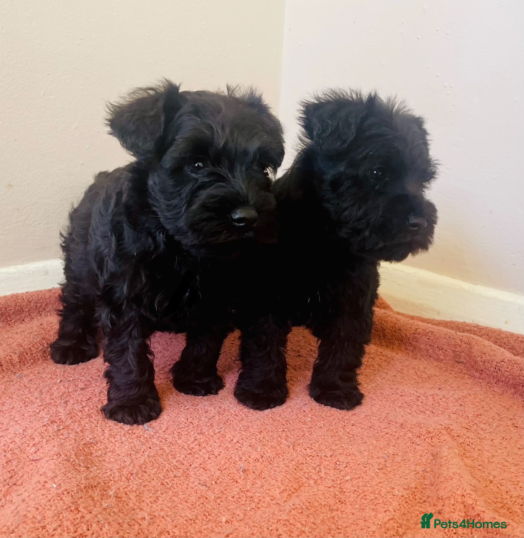 Miniature Schnauzer dogs KC registered miniature schnauzer puppies - Advert 10