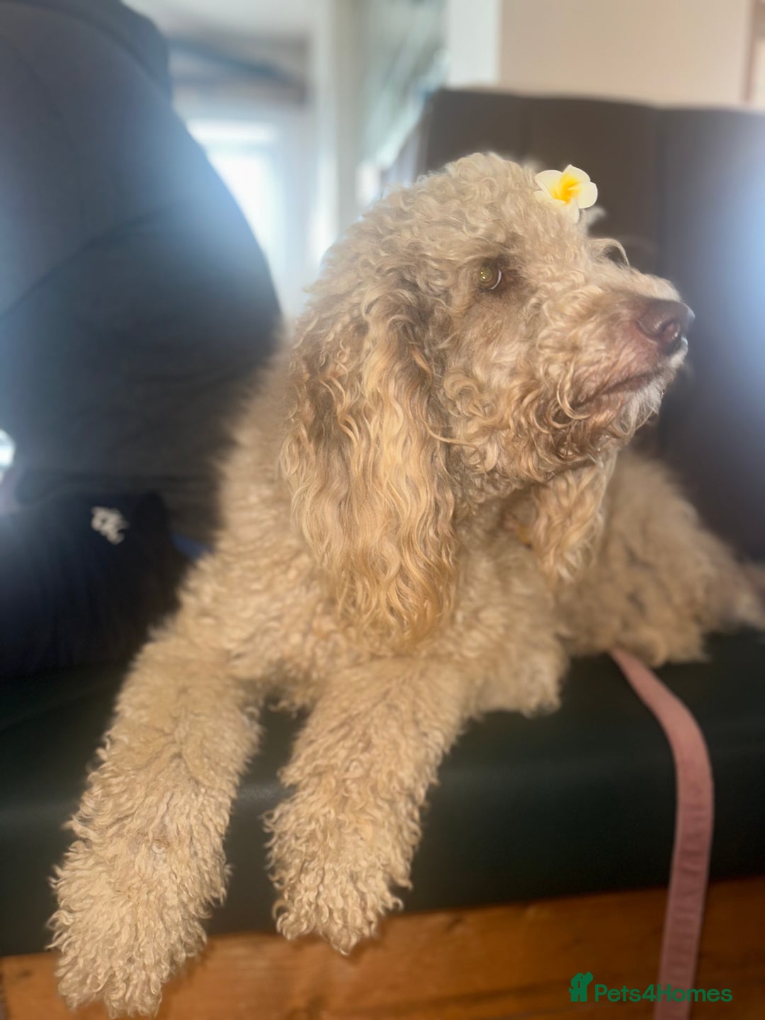 Mini Goldendoodle dogs for sale: Miniature golden doodle girl one year old - Image 3