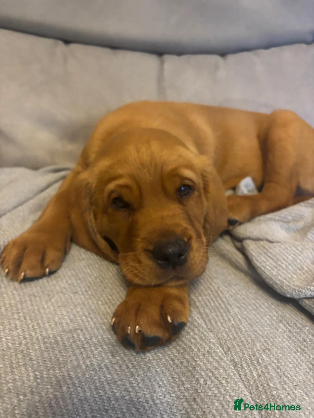 Cockerdor dogs for sale:  Cockerdor fox red puppies - Advert 2