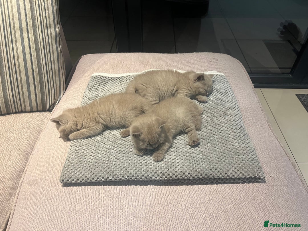 British Shorthair cats for sale: British Short Hair kittens x2 boys left  - Image 12