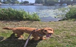 Australian Labradoodle dogs for sale: Australian Labradoodle  - Image 2