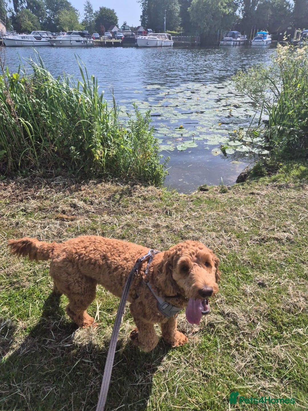 Australian Labradoodle dogs for sale: Australian Labradoodle  - Image 2