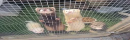 Ferret rodents for sale: Kits for sale in Arundel - Advert 4