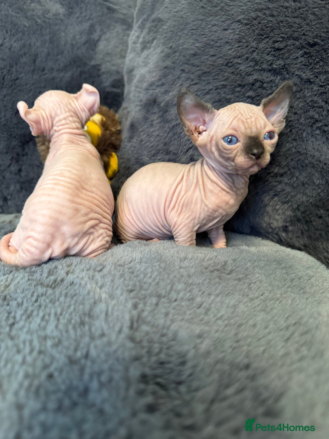 Sphynx cats for sale:  🔥Sphynx and Elf kittens 🔥 - Advert 18