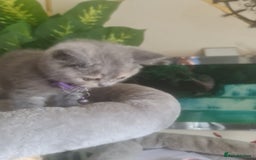 British Shorthair cats for sale: Adorable kittens  4 sweet home - Image 17
