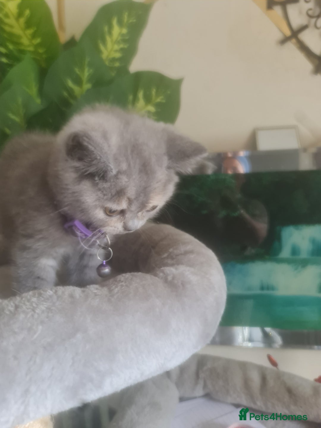 British Shorthair cats for sale: Adorable kittens  4 sweet home - Image 17
