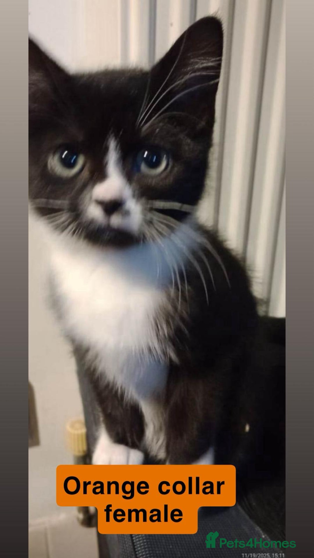 British Shorthair cats for sale: 3 Beautiful kittens left  - Advert 4