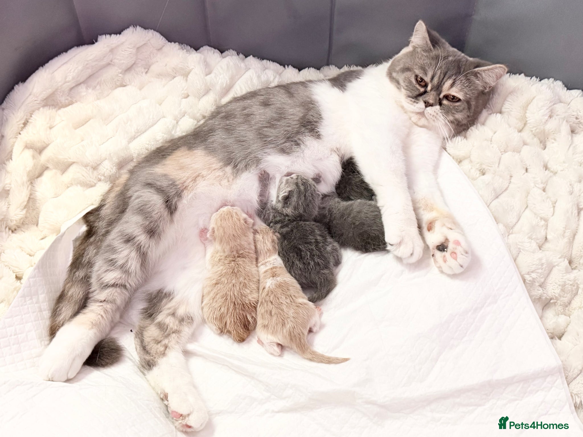 British Shorthair cats ⭐️ 10 BRITISH SHORTHAIR BLUE KITTENS ⭐️ - Advert 7