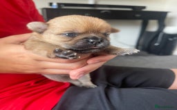 Mixed Breed dogs for sale: Last one little boy SHIHchi baby left ❤️ - Image 7